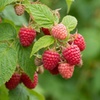 Image 4: Raspberry Full Season Collection 9 or 18 Bare Root Canes