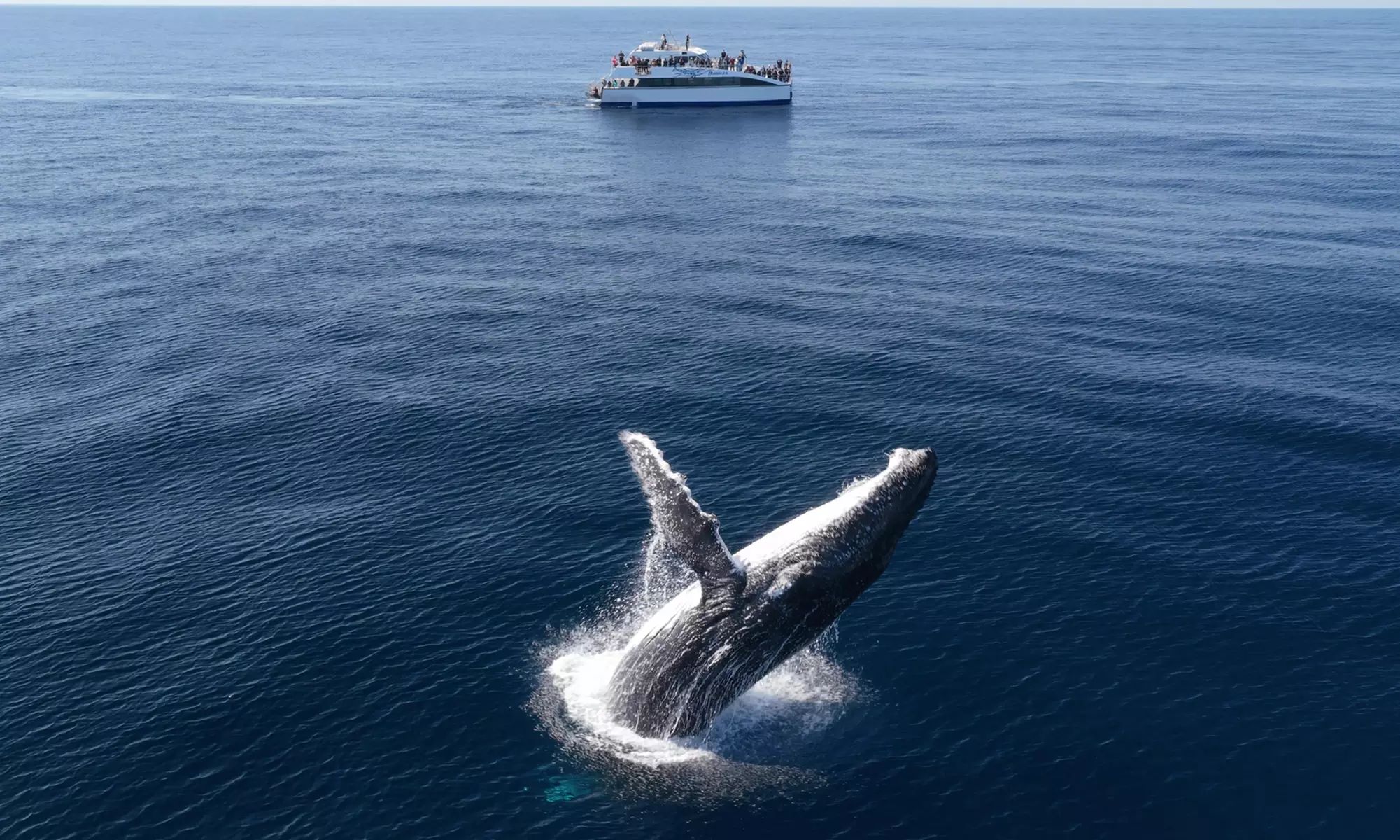 Weekday/Weekend Express 3 Hour Whale Watching Cruise with Refreshments