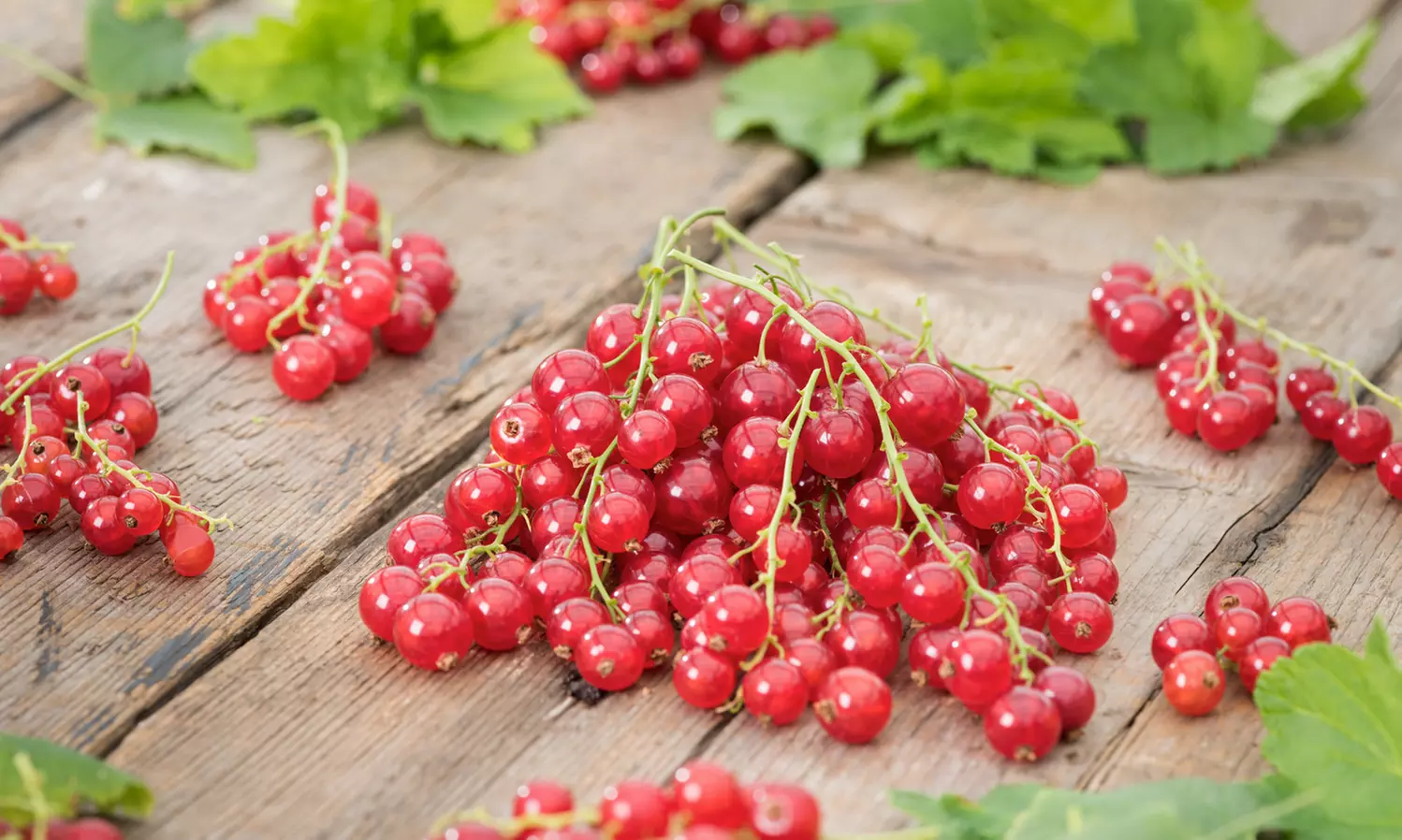 Ensemble de 2 ou 4 plants fruitiers de variétés variées