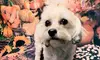 Embark Pet Company: Comprehensive Dog Grooming Package, 3 or 4 Fur Package (Up to 33% Off)