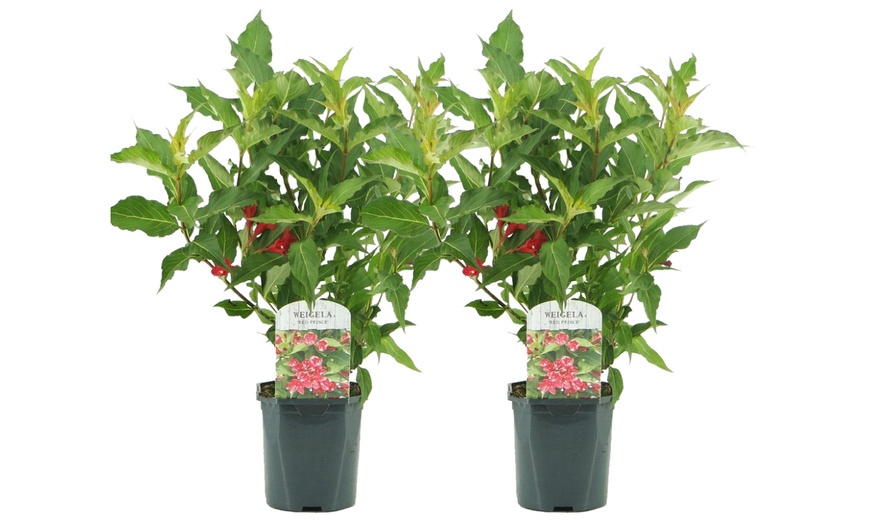 Image 4: Two or Four Rootz  Weigela Red Prince P17 Set 