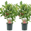 Image 4: Two or Four Rootz  Weigela Red Prince P17 Set 