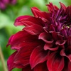 Image 6: Dahlia Romantic Bouquet Mix