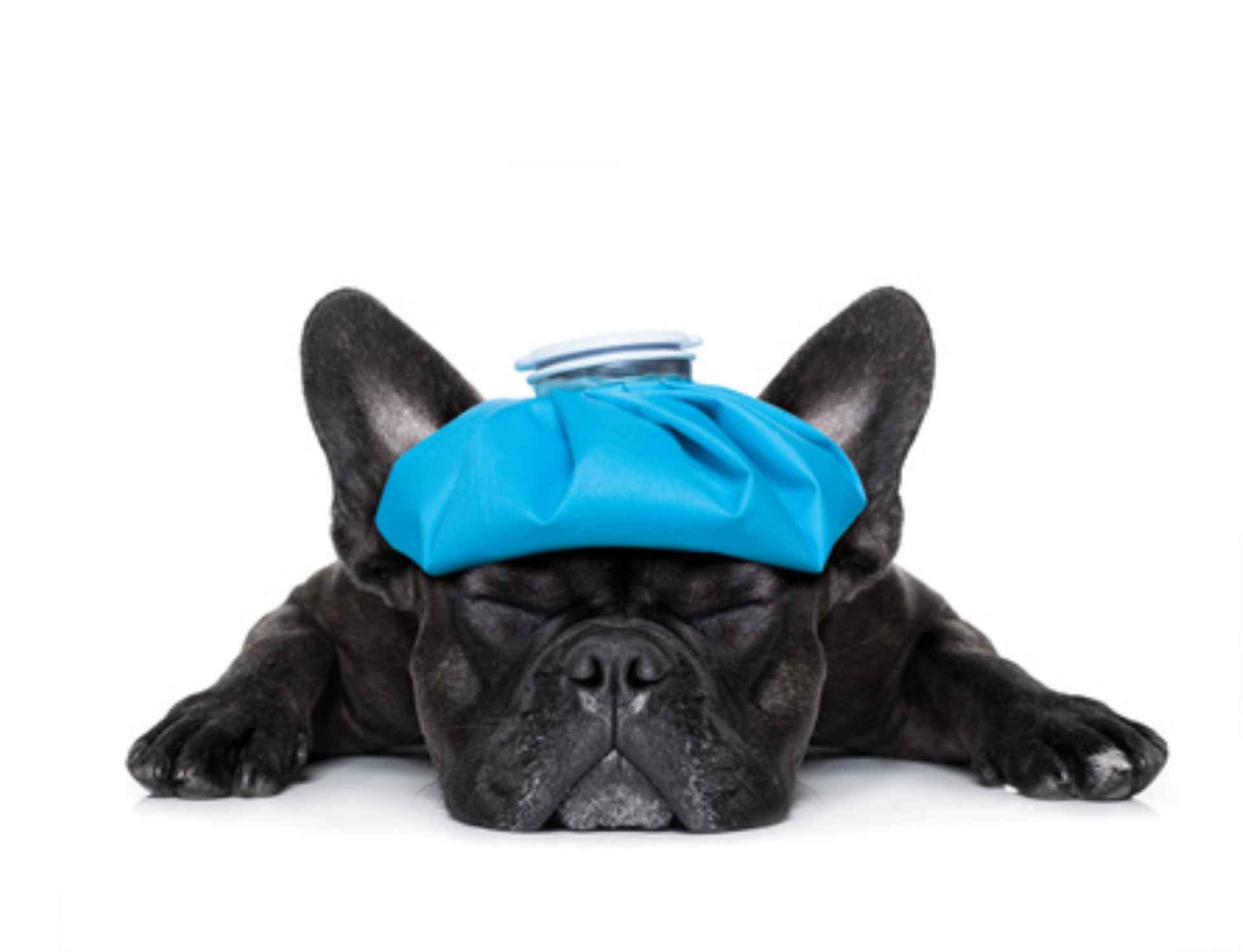 Labor-ANALYSEN von Haustieren