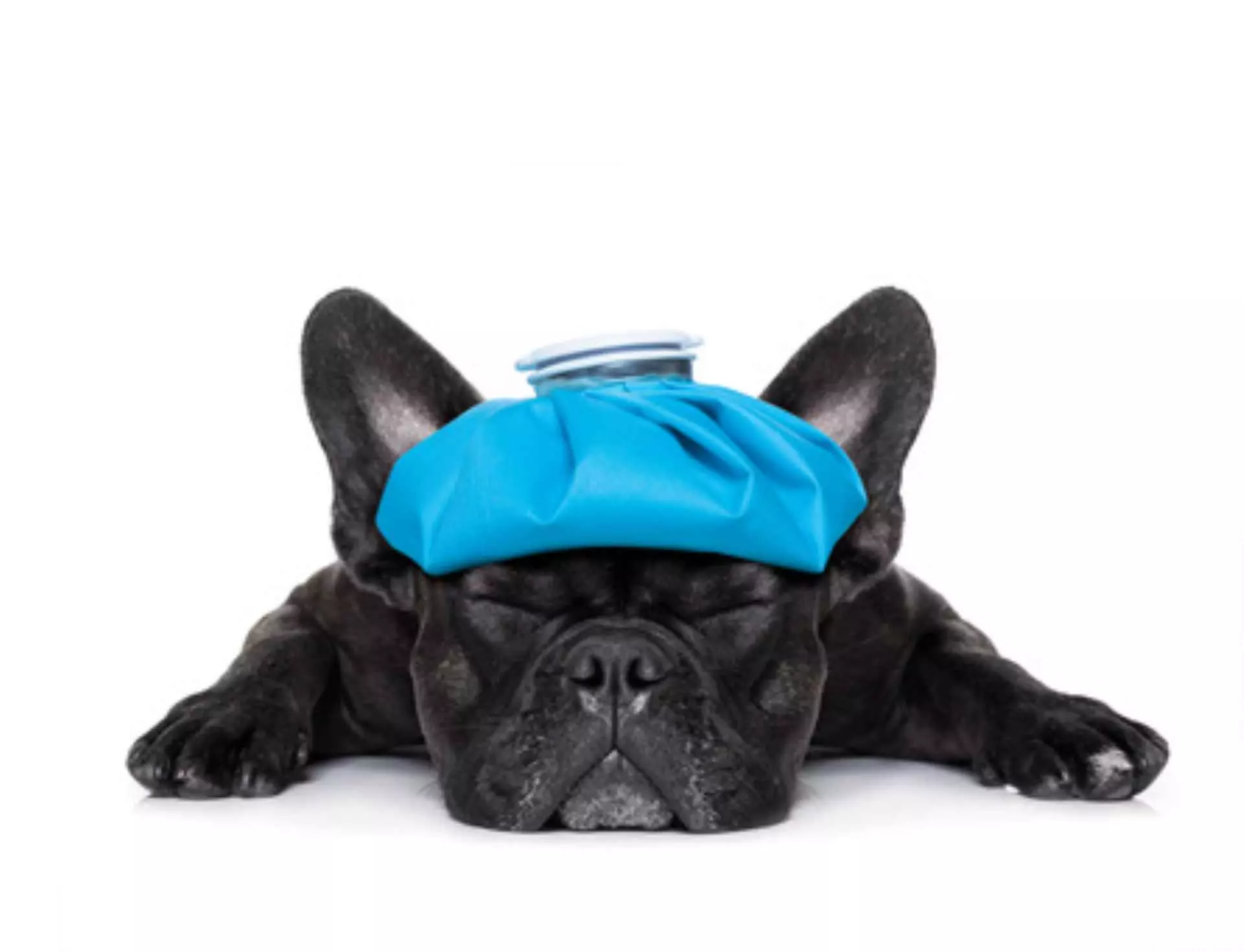 Gesundheits-Belastungen von Haustieren: „Hund“ oder „Katze“ beim Institut ManSee (bis zu 61% sparen*) - Primary Image