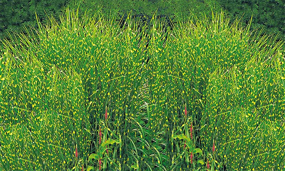 4x oder 8x Zebra-Gras - Primary Image