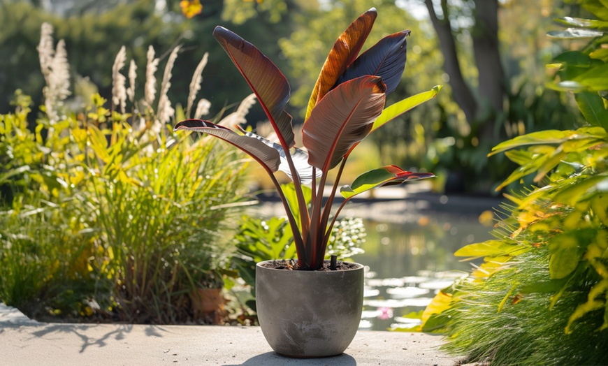 Image 1: 1 of 2 bananenplanten 'Musa Ensete Maurelii'