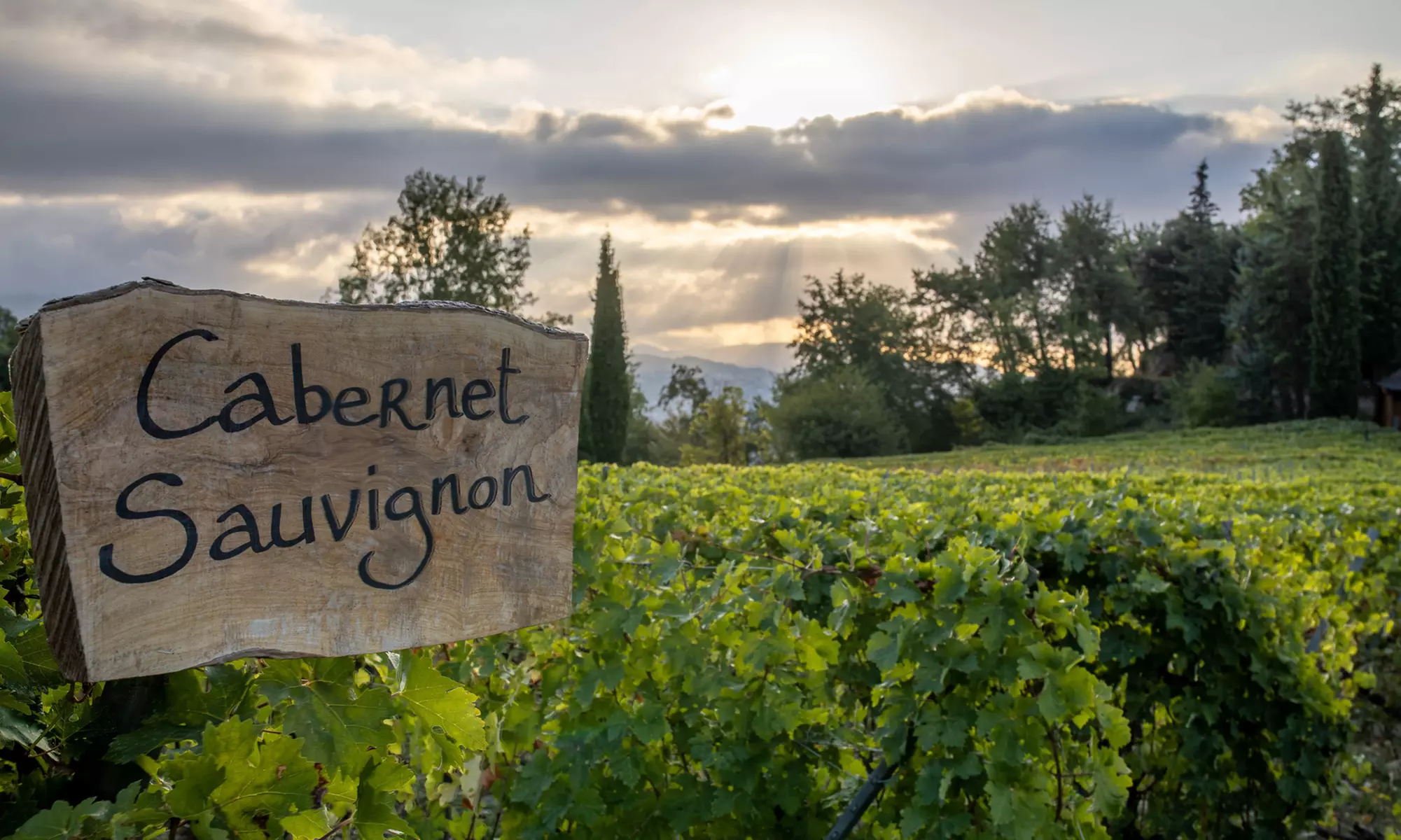 Visite guidée et dégustation