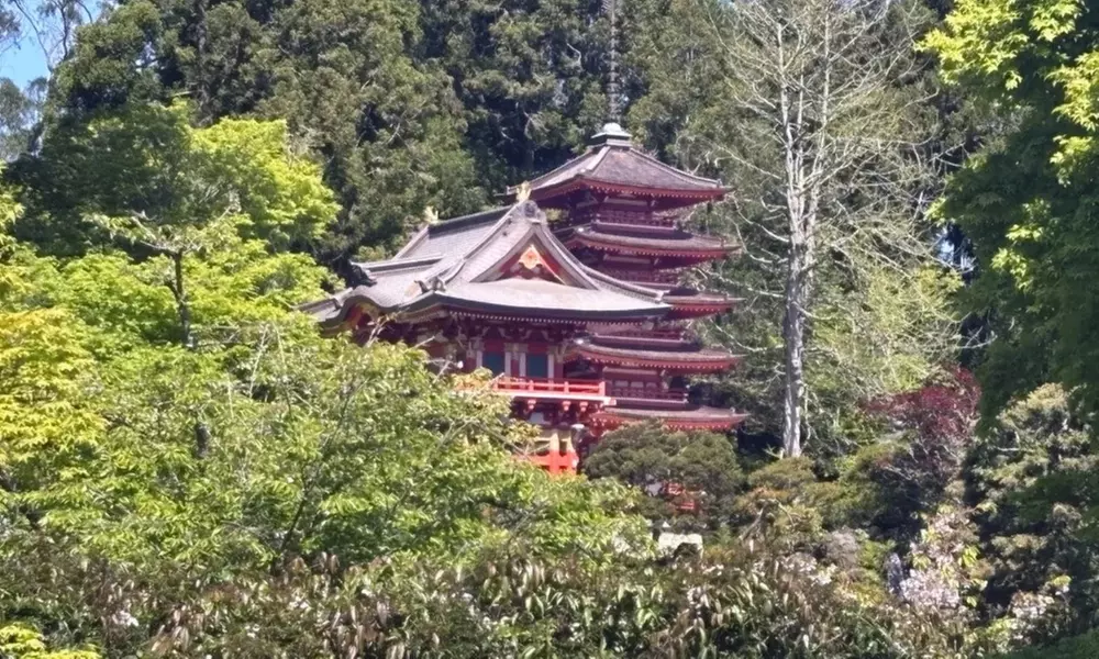Guided Golden Gate Park Walking Tour w/ California Academy of Sciences