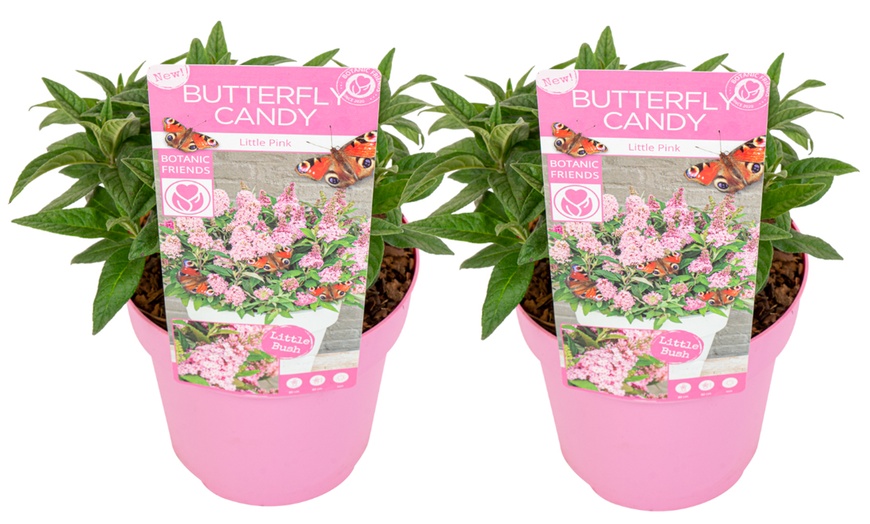 Image 3: 2 arbustos de las mariposas enanos, entregados en maceta