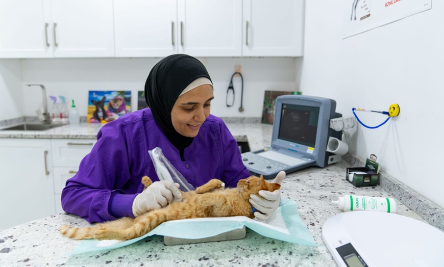 Image 5: Full Dental scaling for Pets at Pet Joy Veterinary Clinic