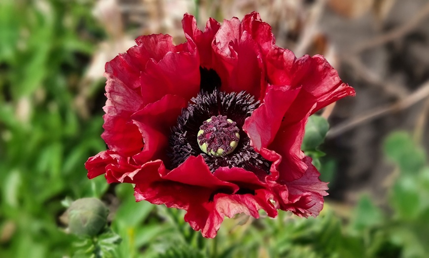 Image 4: One or Three Papaver 'Red Rumble' Oriental Poppy Plants