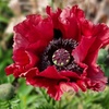 Image 4: One or Three Papaver 'Red Rumble' Oriental Poppy Plants