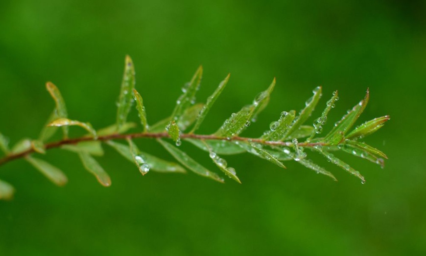 Image 3: One or Two Salix purpurea Nana Potted Plants