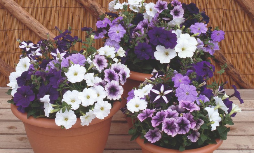 Image 14: Pack of 15 Garden Ready Mixed Variety Petunia Plants