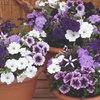 Image 14: Pack of 15 Garden Ready Mixed Variety Petunia Plants