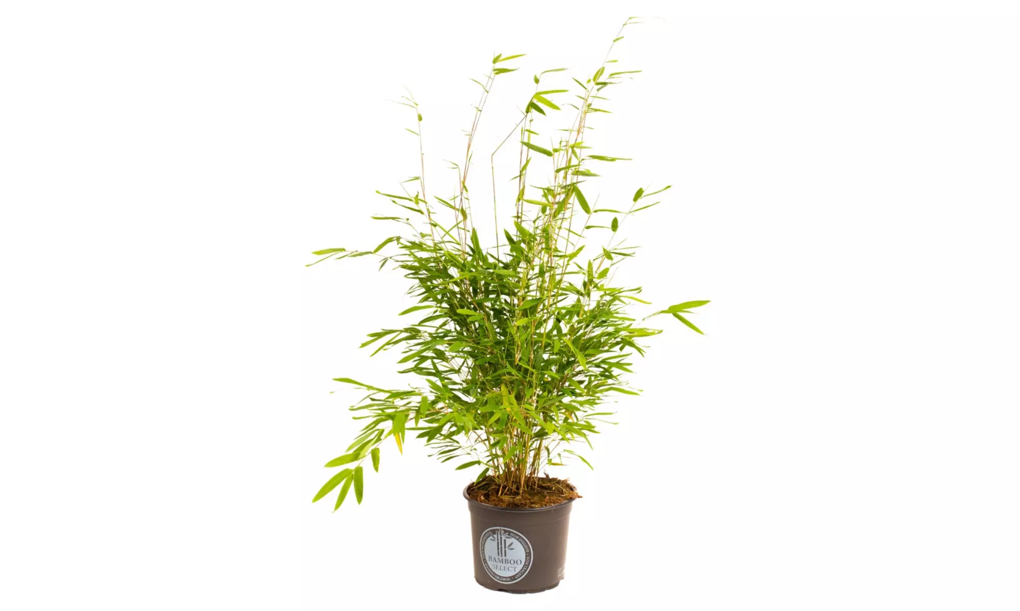 1, 2 o 4 piante di bamboo