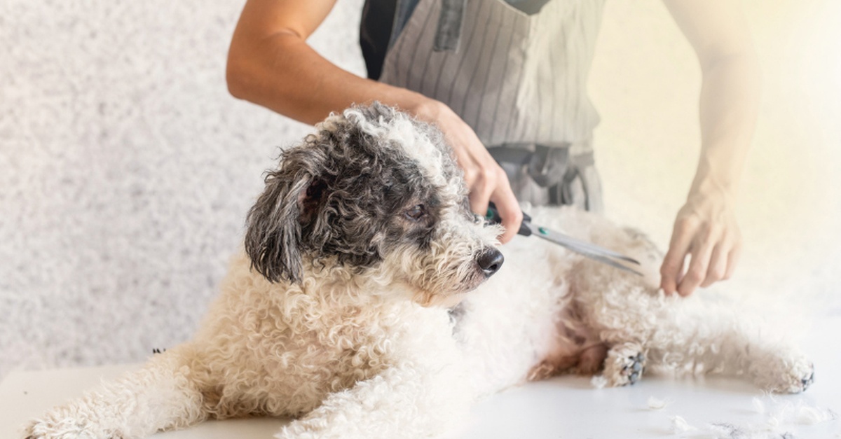 Elevate Your Pet Care Skills With Guide To Dog Grooming Elevate Your Pet Care Skills With Guide To Dog Grooming