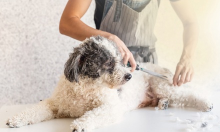 Guide to Dog Grooming