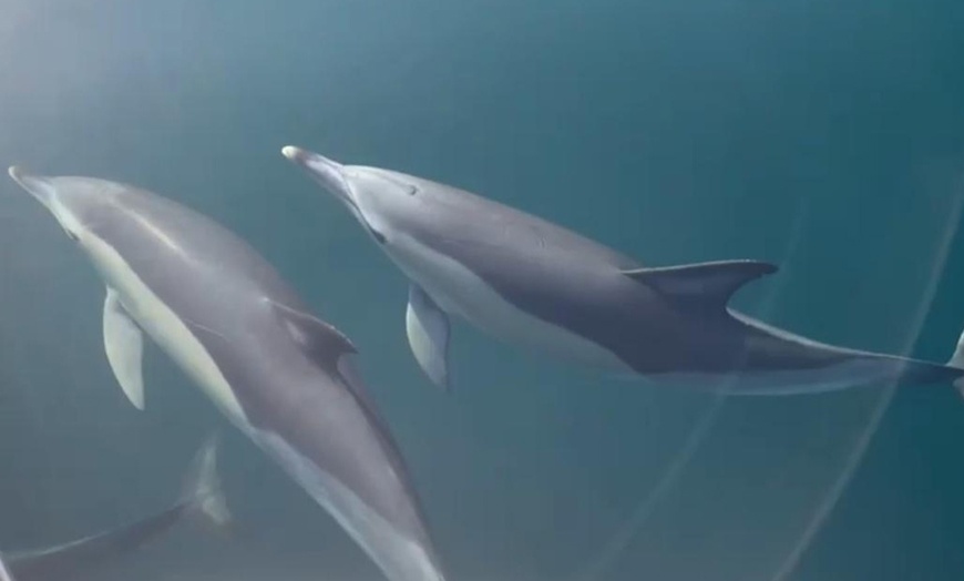 Image 5: Paseo en barco con avistamiento de delfines y bebida para 1 