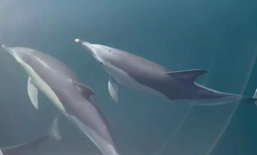 Image 8: Paseo en barco con avistamiento de delfines y bebida para niño/adulto