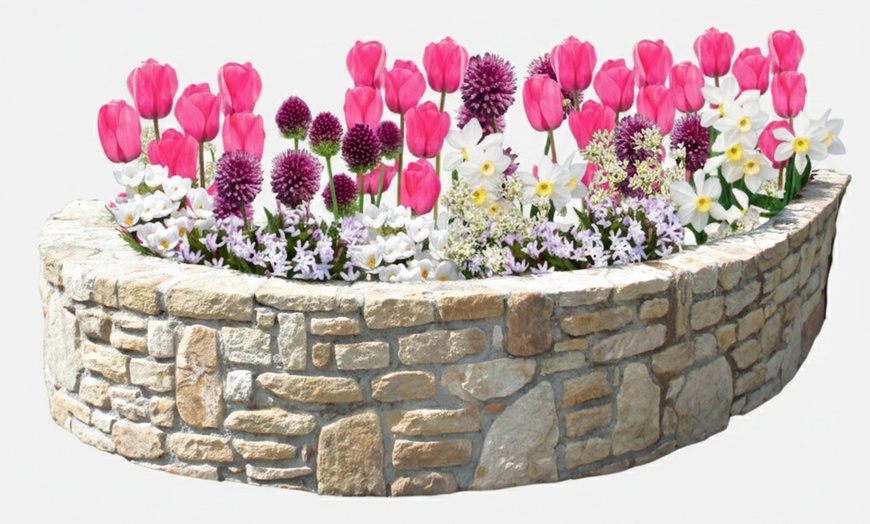 Image 10: 125 o 250 mix di bulbi colorati