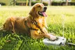 iMounTEK Outdoor Step-On Dog Water Fountain Pet Water Dispenser - Second Medium