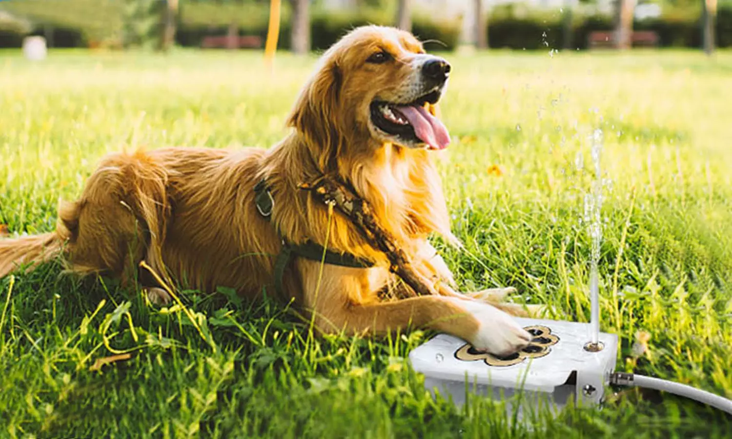 iMounTEK Outdoor Step-On Dog Water Fountain Pet Water Dispenser