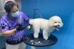 Get Full Grooming for Cats or Small, Medium, Large or Extra Large Dogs @Clip and Dip Pet Grooming(Up to 46% Off) - Image 2