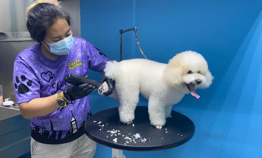 Image 2: Cat Full Grooming, Small, Medium, Large or Extra Large Size Dog Groom