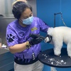 Image 2: Cat Full Grooming, Small, Medium, Large or Extra Large Size Dog Groom