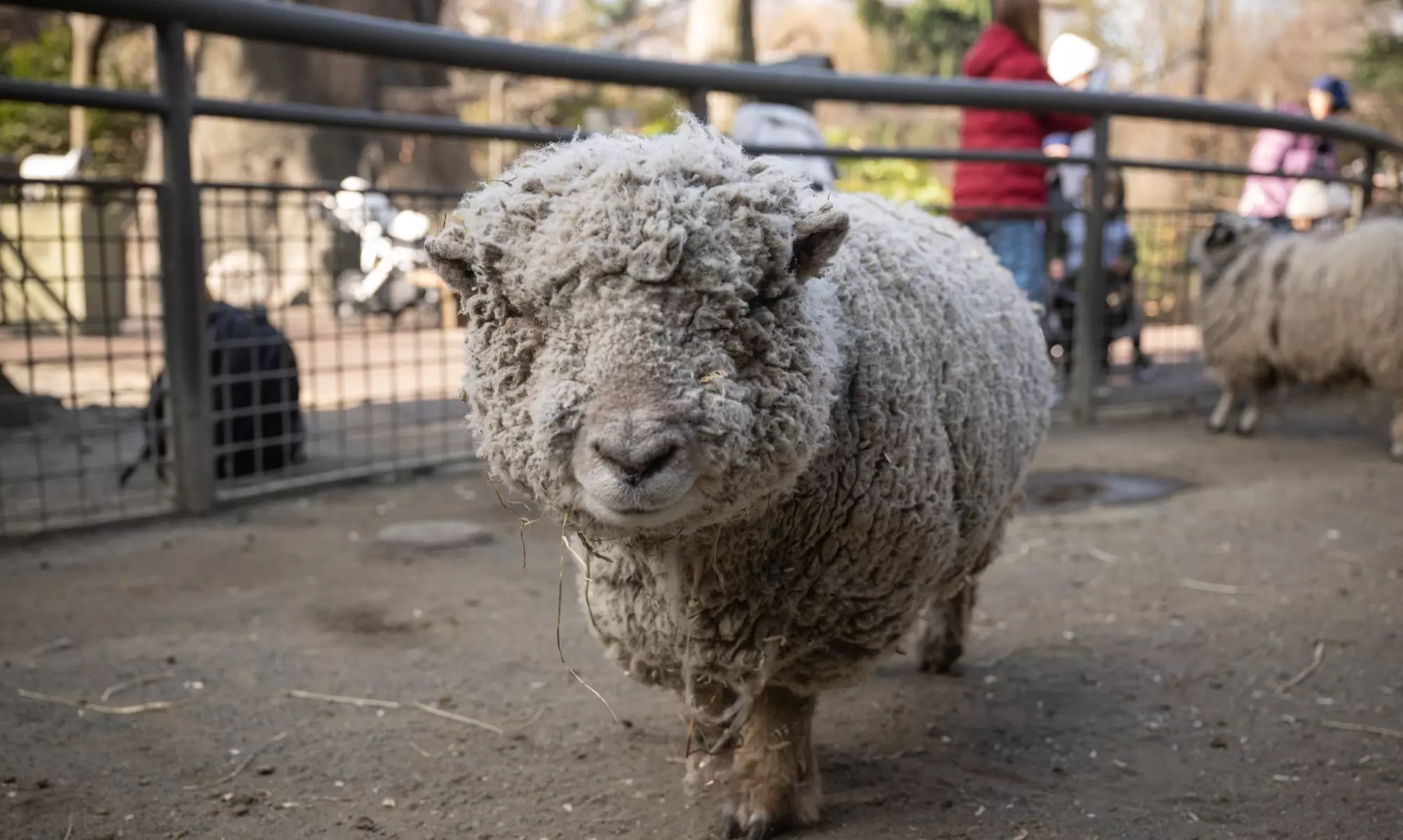 Admission for One Child or Adult to Central Park Zoo
