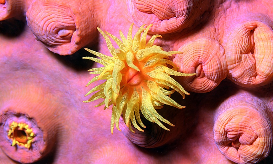 Image 21: Genova 4*: 1 o 2 notti con colazione, Acquario e Biosfera