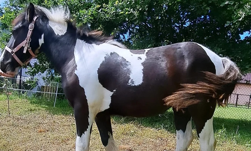 Image 16: Bilety do Mini Zoo Zwierzaczkowo w Szklarskiej Porębie