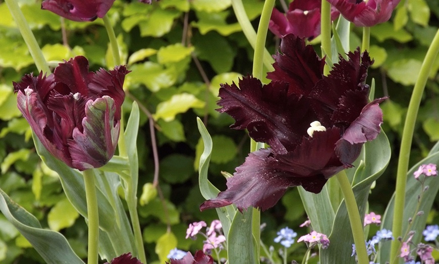 Image 6: Tot 20 'Parrot Mix'-tulpenbollen