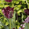 Image 6: Tot 20 'Parrot Mix'-tulpenbollen