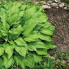Image 6: Hardy Hosta Collection - 5 or 10 plants