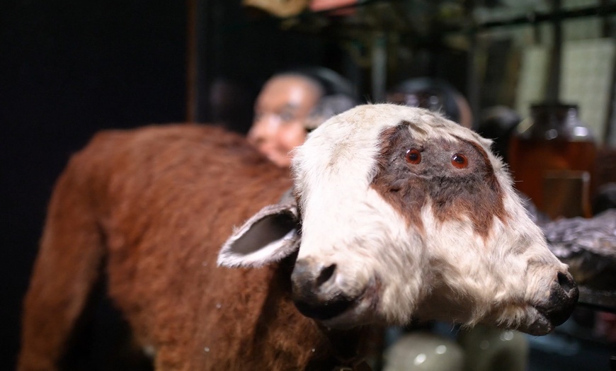 Image 5: Explore Museum of Curiosities with One, Two or Four Tickets 
