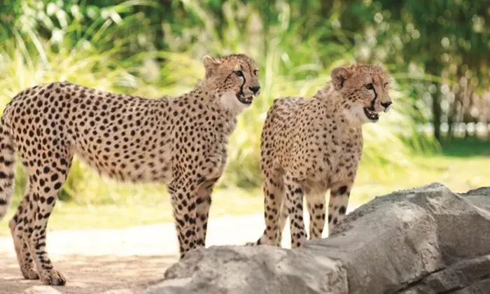 Save 62% on Busch Gardens Tampa Tickets, Fun Cards & Meals!