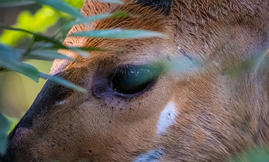 Image 27: 8-Day Yoga & Safari Retreat