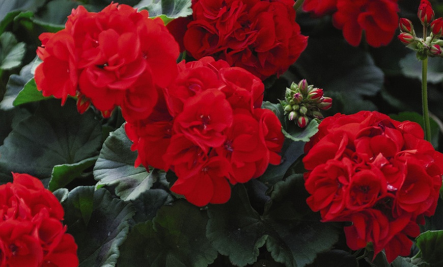 Image 11: Geranium 'Best Red' F1 Hybrid