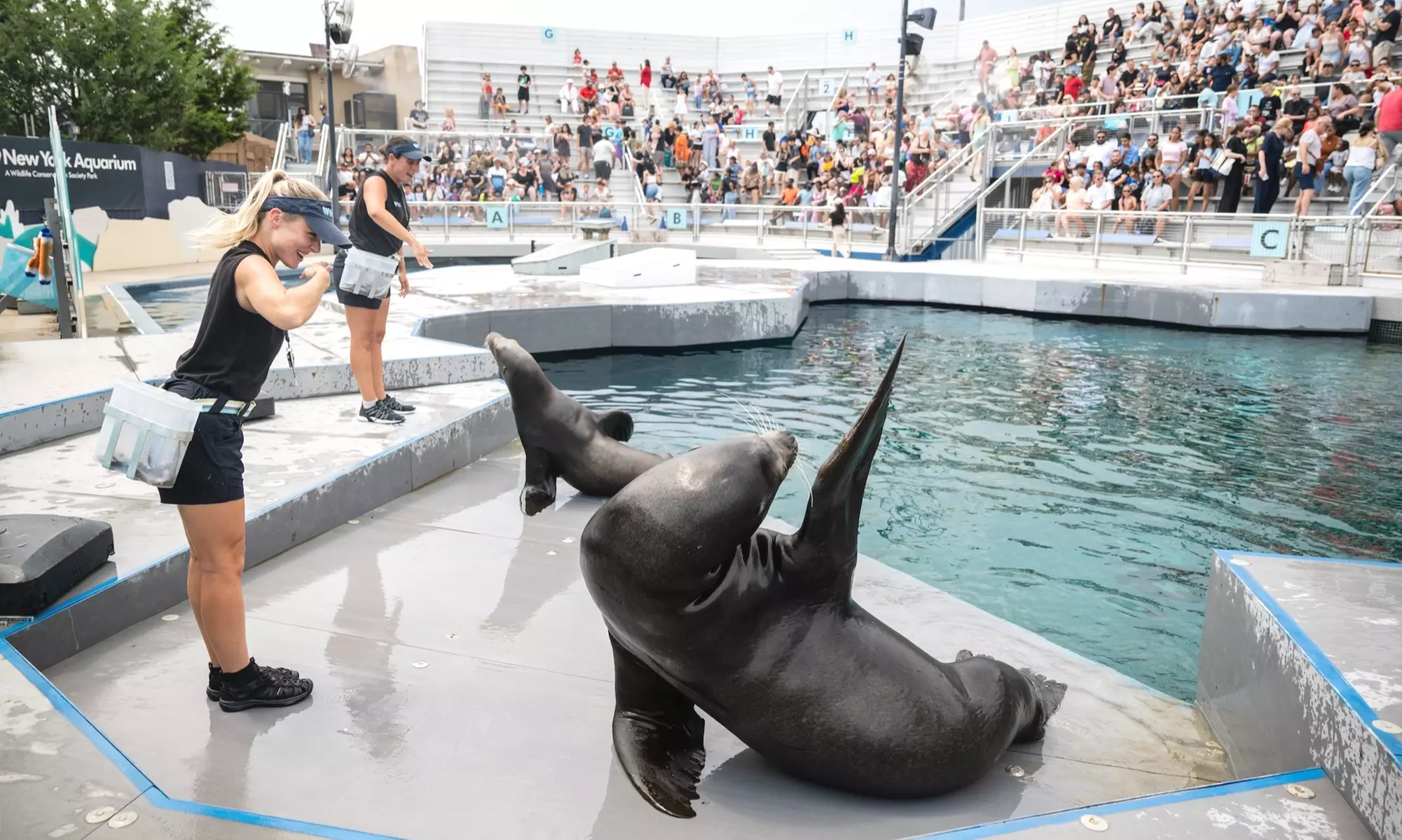 New York Aquarium Admission for One Child or Adult