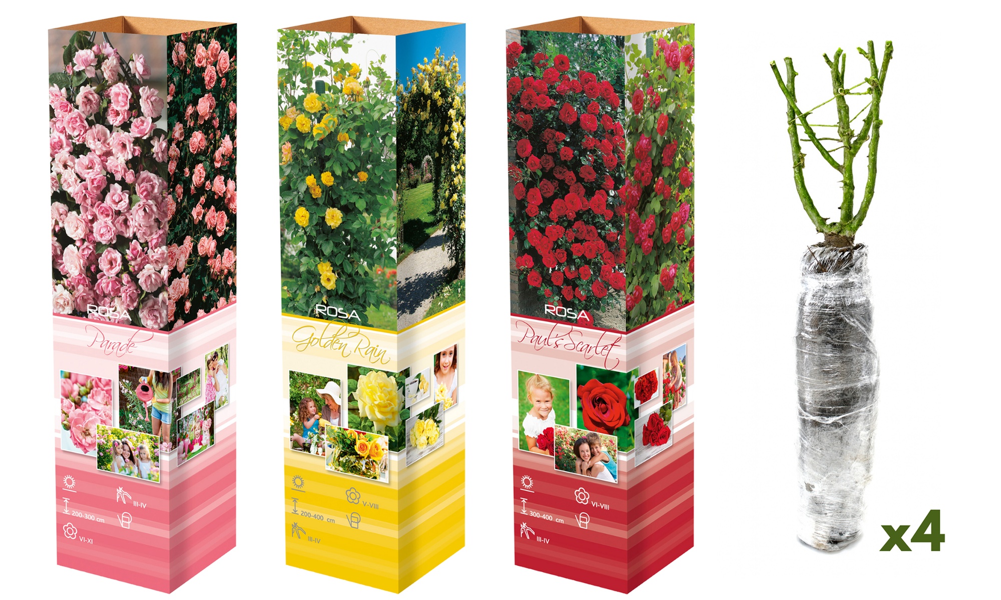 3er- oder 4er-Set Kletterrosen