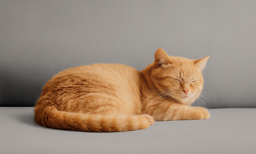 Image 17: Water-Resistant, Elegant Velvet Sofa Cover in Various Sizes