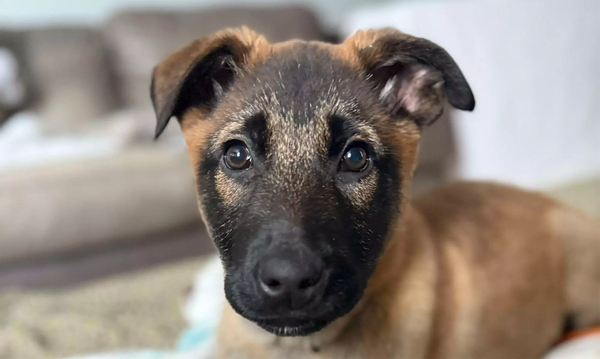 Two or Seven Nights of Dog Boarding for One Dog Up to 100 Pounds