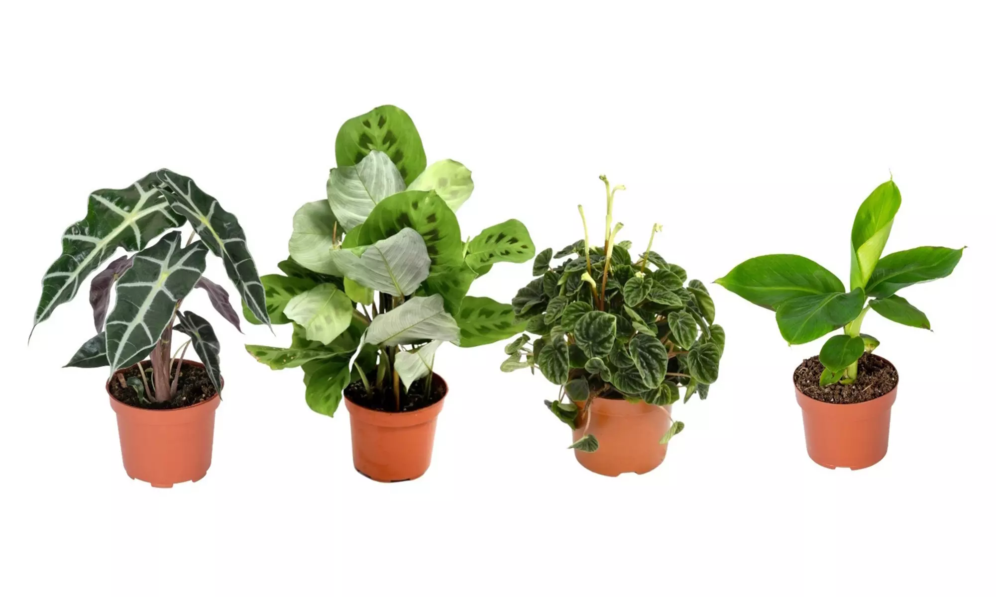 Mélange de 4 plantes d'intérieur exotiques