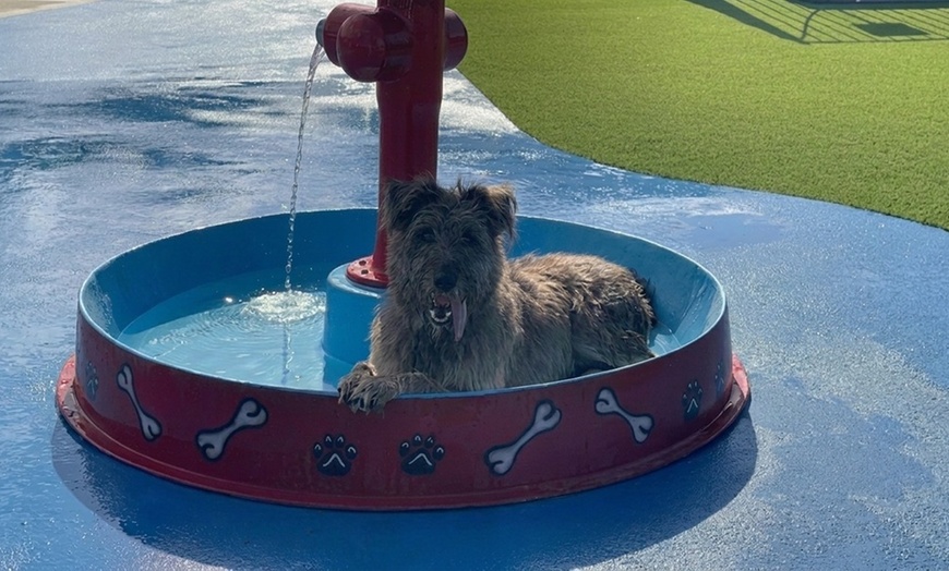 Image 2: One, Three or Five Days of Dog Daycare