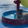 Image 2: One, Three or Five Days of Dog Daycare