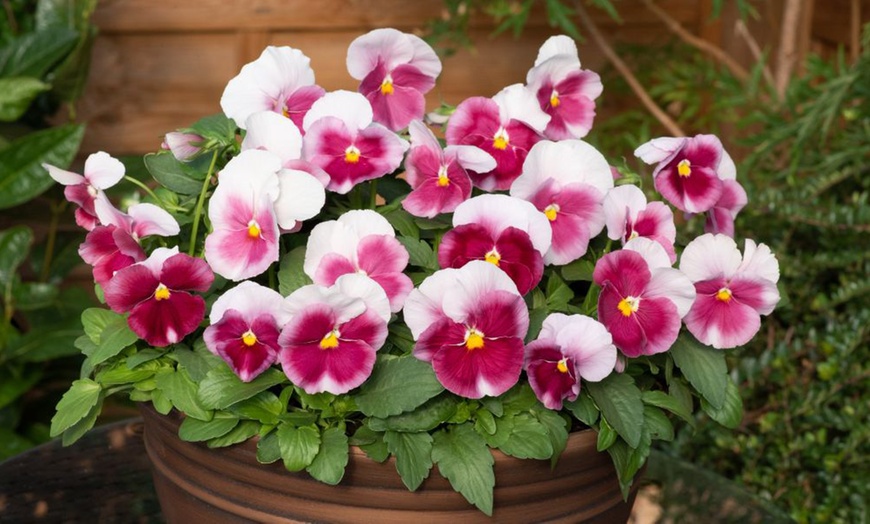 Image 9: Vibrant Winter Flowering Pansy Mixes - up to 72 Plants
