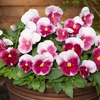Image 9: Vibrant Winter Flowering Pansy Mixes - up to 72 Plants